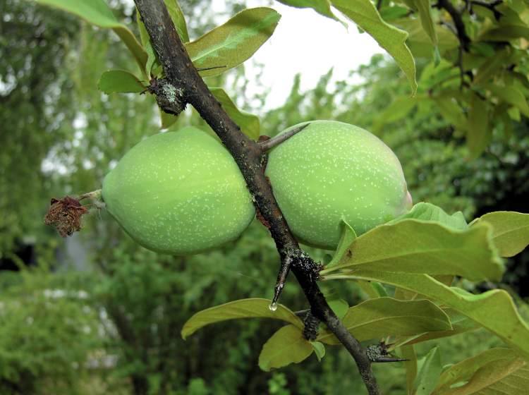  p>木瓜海棠(学名: i>chaenomeles cathayensis /i> schneid.