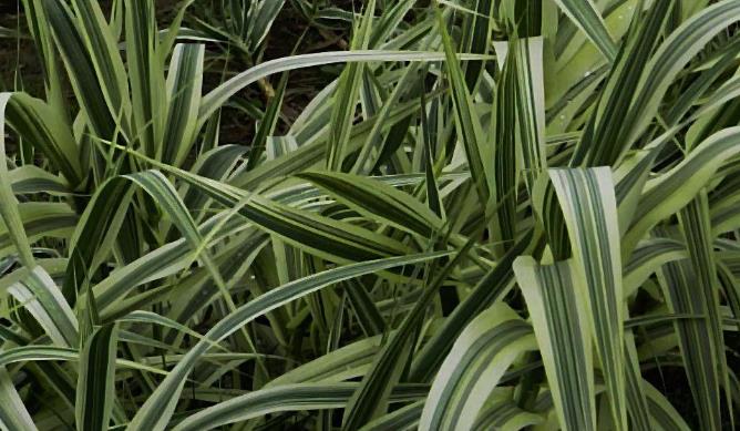  p>丽蚌草,别名银边草,多年生草本.