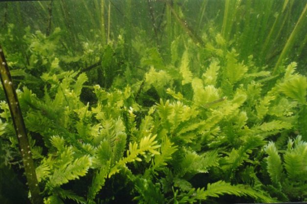 agardh,1817))是蕨藻科蕨藻属植物,原产于 a target="_blank" href="