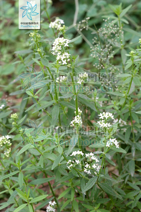  p>北方拉拉藤,多年生直立草本,高20-65厘米;茎有4棱角,无毛或有极短