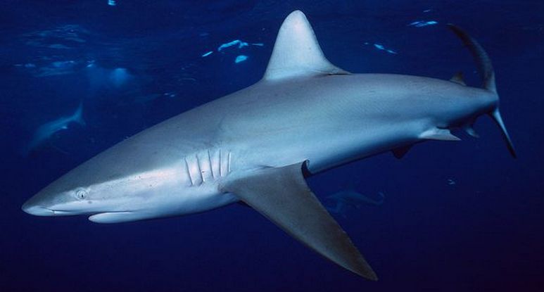 鲨鱼(学名: i>carcharhinus galapagensis /i>):又称直翅真鲨,体型