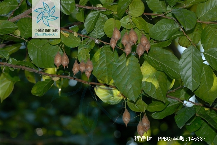 p>秤锤树(学名: i>sinojackia xylocarpa hu /i>)是安息香科,秤锤树
