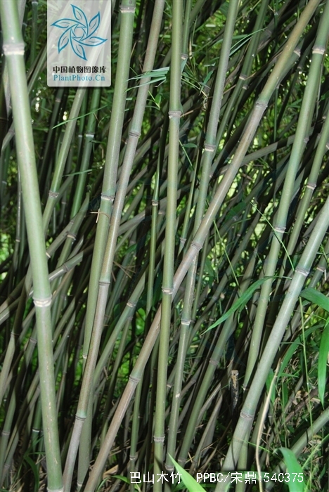 g. camus) keng f. et yi