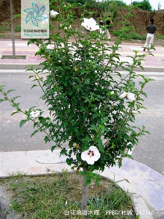 totoalbus)为 a>锦葵科 /a>木槿属 a href="#" data-lemmaid="941102