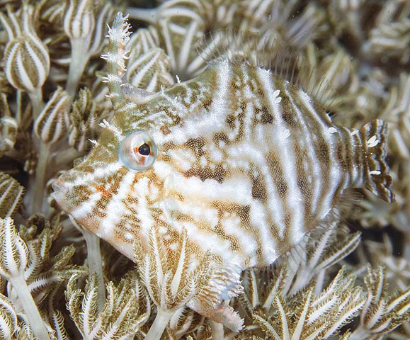 " href="/item/单棘鲀科">单棘鲀科 /a>鬃尾单棘鲀属的一种热带海水鱼