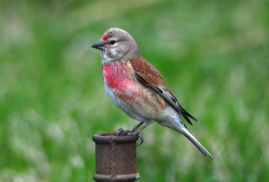  p>红胸朱雀(学名: i>carpodacus puniceus /i>):体长19-22厘米.