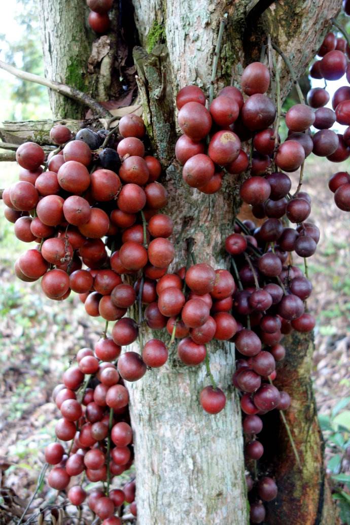 木奶果属, a href="#" data-lemmaid="4866280">大戟科 /a>,约70种