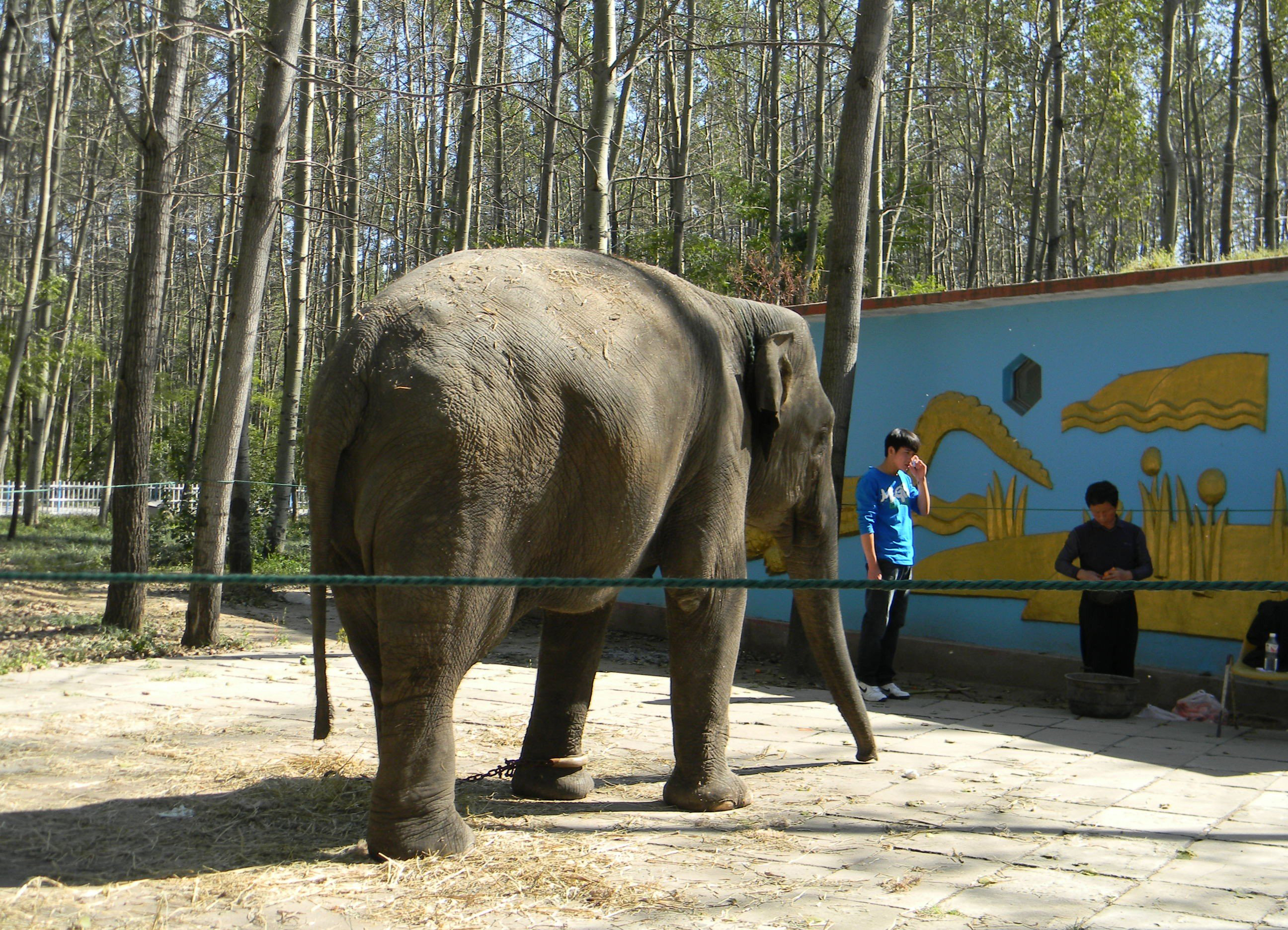  p>苏门答腊象(学名:elephas maximus sumatranus)是 a target="