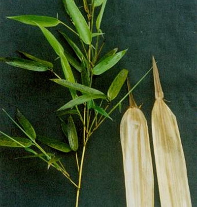  p>黄竿京竹(学名: i>phyllostachys aureosulcata  /i>mcclure  i>&