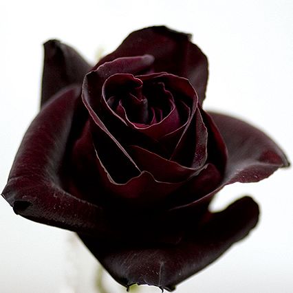 蔷薇科 /a>家族成员的 a target="_blank" href="/item/月季花