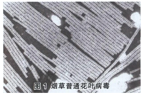 烟草花叶病毒