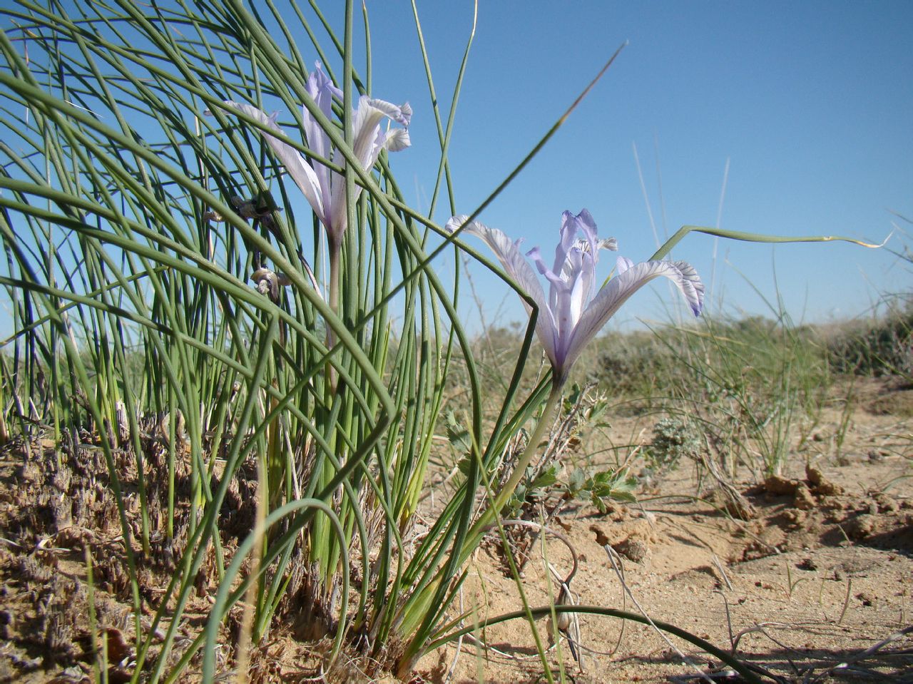  p>细叶鸢尾(学名: i>iris tenuifolia  /i> pall.