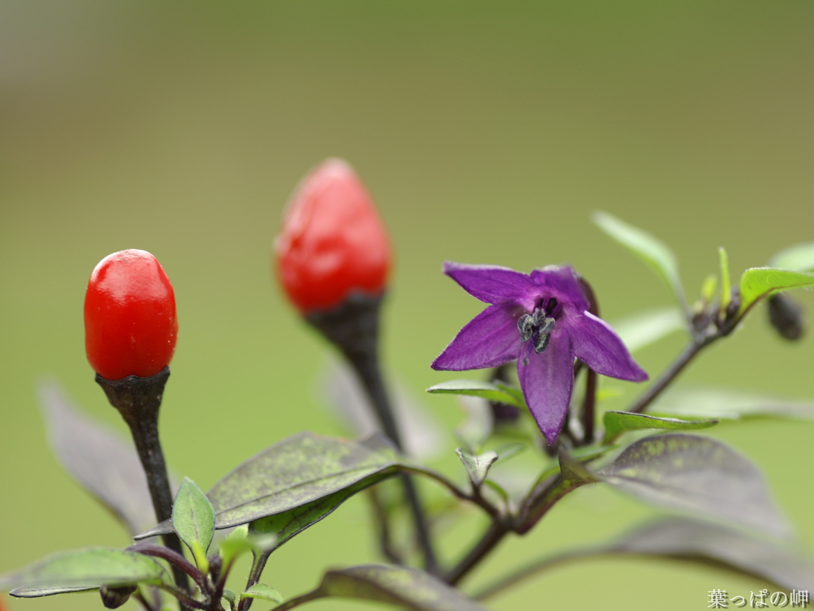 银毛野牡丹(变种)
