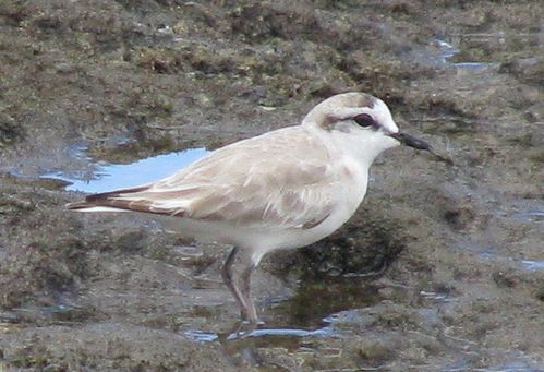 charadrius marginatus