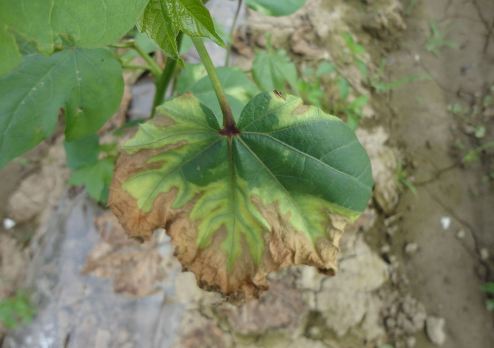  p data-id="gnb4bsrt6y">棉花黄萎病是由棉花黄萎病病原菌(黑白轮枝