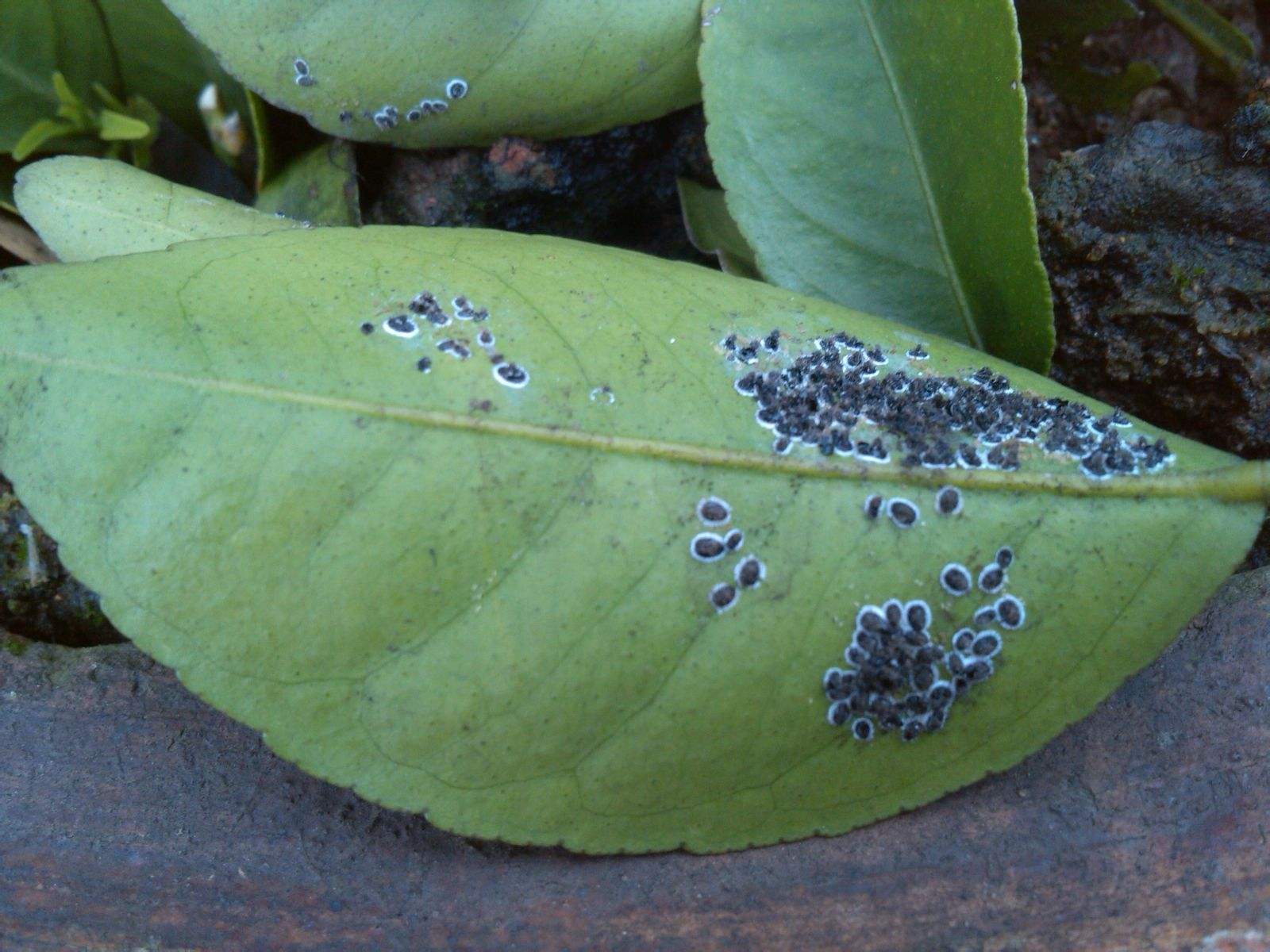  p>锈壁虱,即"橘皱叶刺瘿螨". /p>