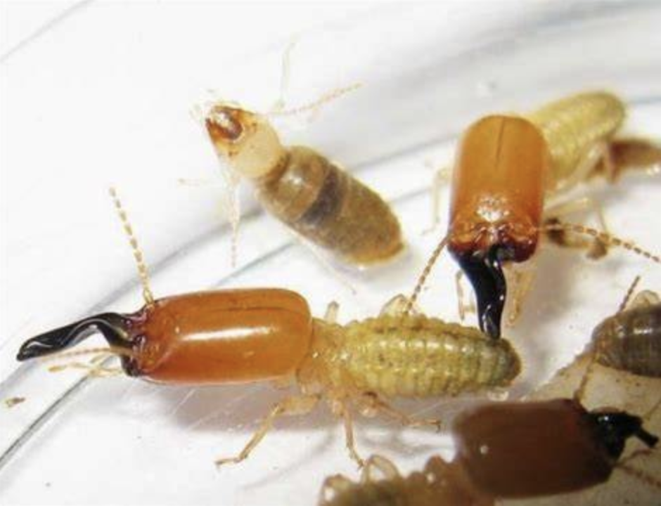  p>黄翅大白蚁(学名: i>macrotermes barneyi /i>)是白蚁科,大白蚁属