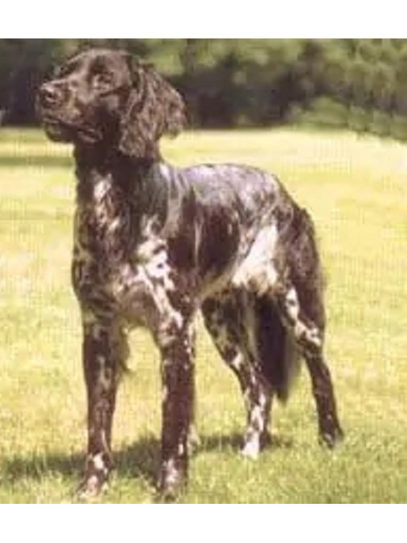 小明斯特兰犬