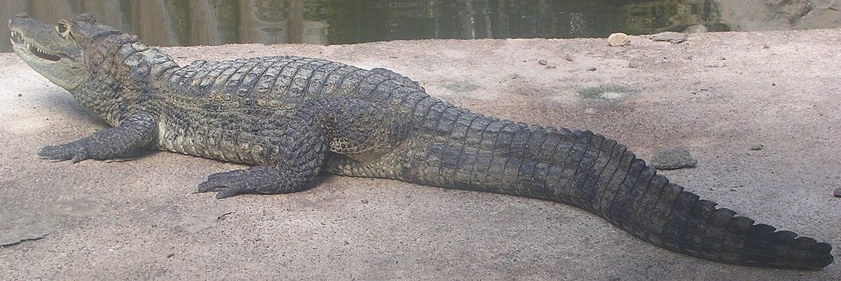 caiman crocodilus