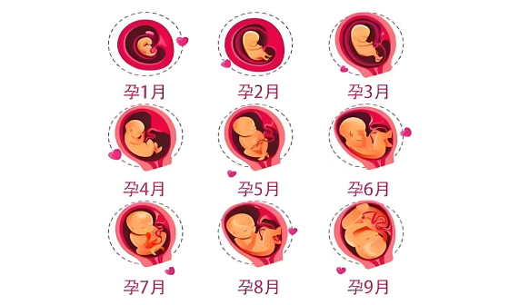 孕周_百度百科