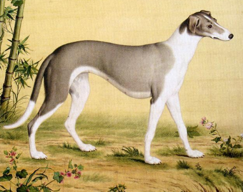 捕猎好手山东细犬_百科TA说