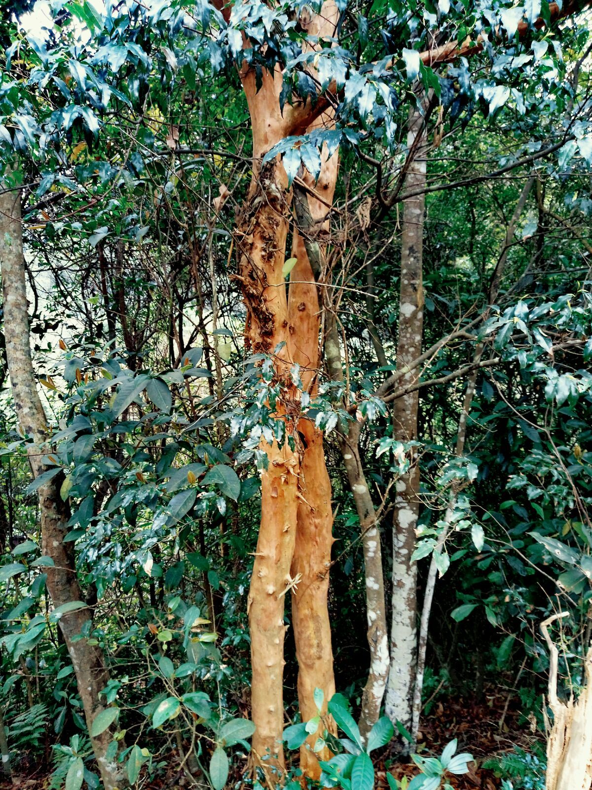  p data-id="tzpwc9oof60p">黄牛木( i>cratoxylum cochinchinense /i