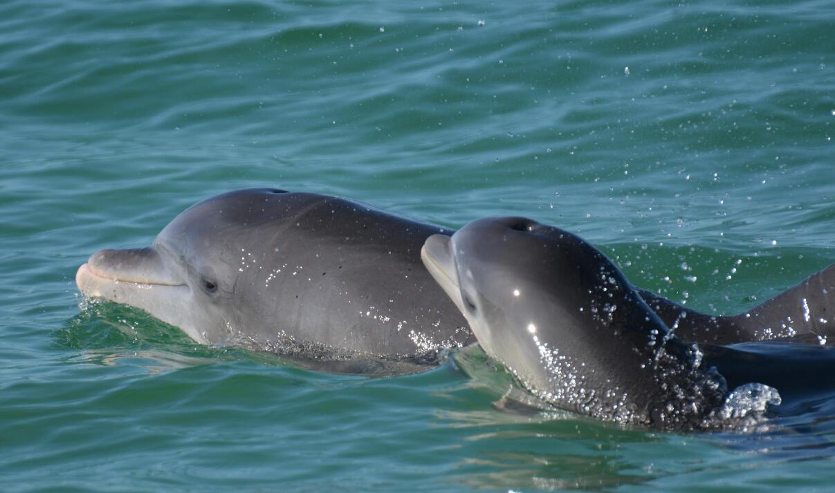 瓶鼻海豚 全网资源