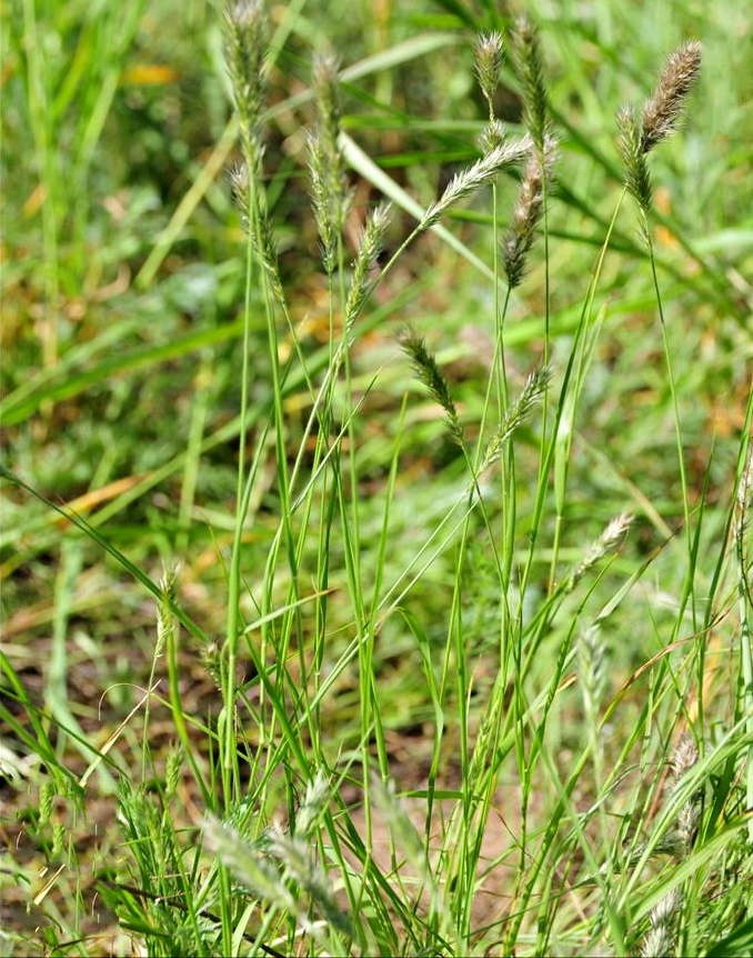  p>九顶草(学名: i>enneapogon desvauxii /i> p.