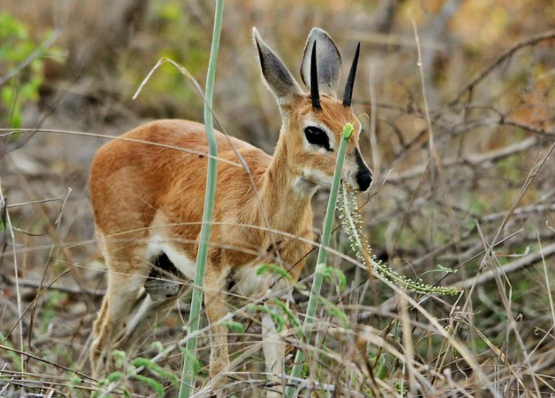 raphicerus campestris