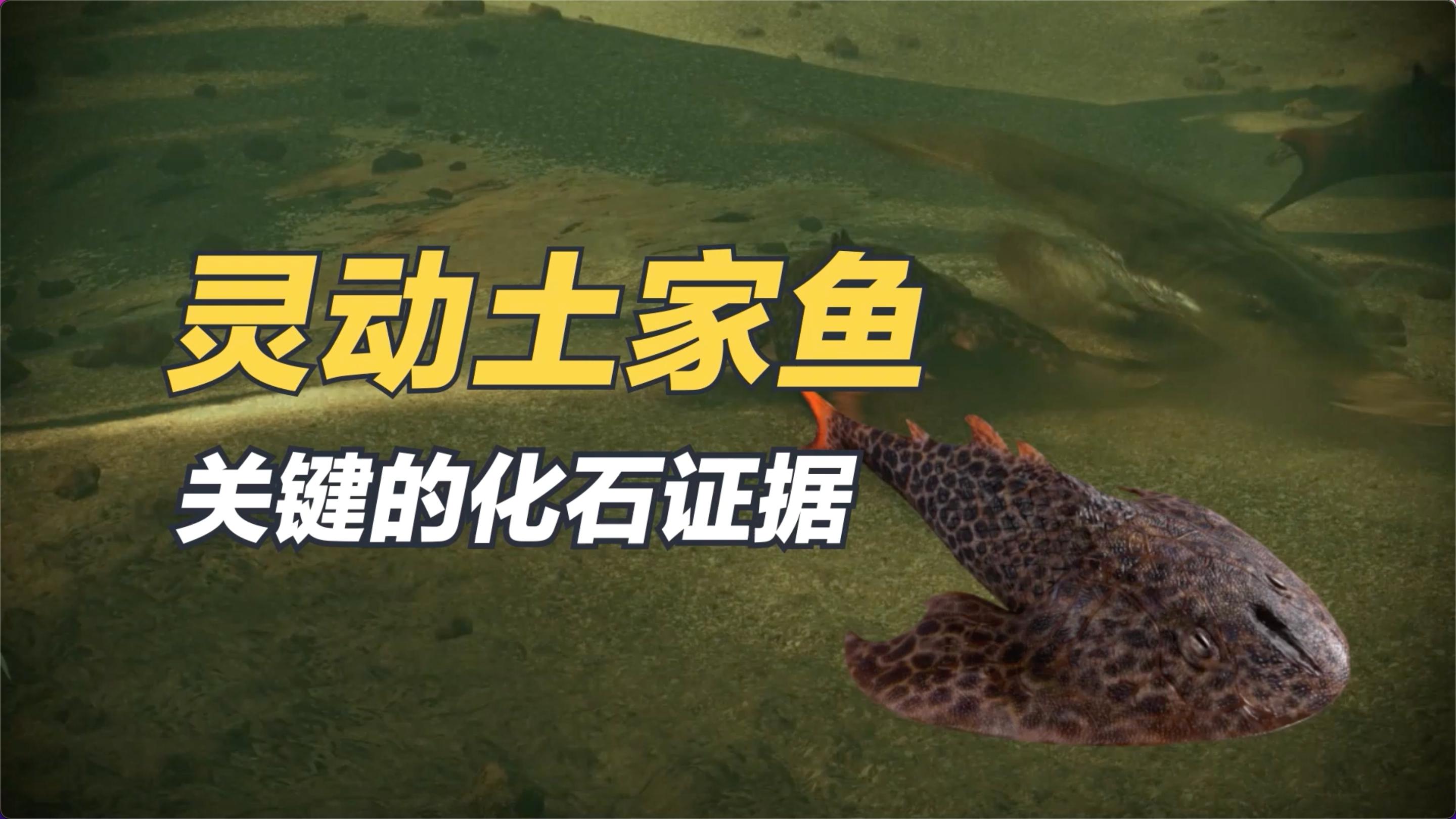 灵动土家鱼:因“鲤鱼跃龙门”的姿态而命名的古鱼