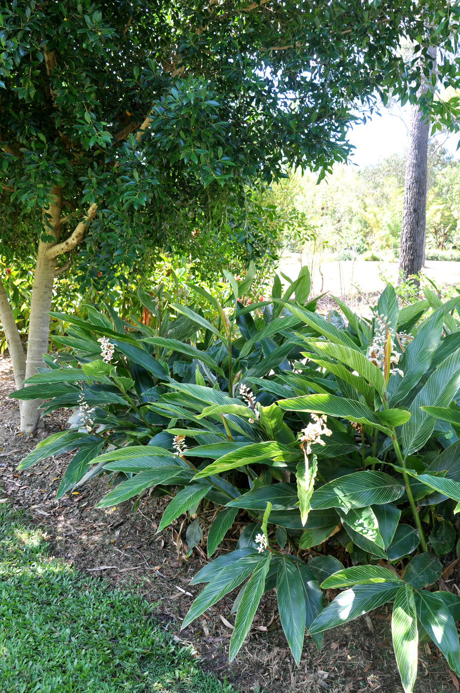  p>美山姜(学名: i>alpinia formosana  /i>k. schum.