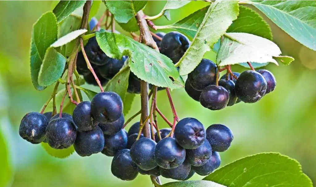 黑果腺肋花楸果