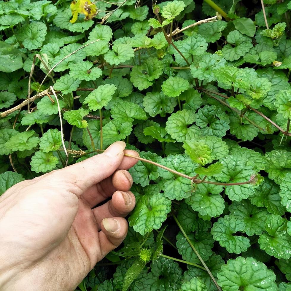 大透骨消