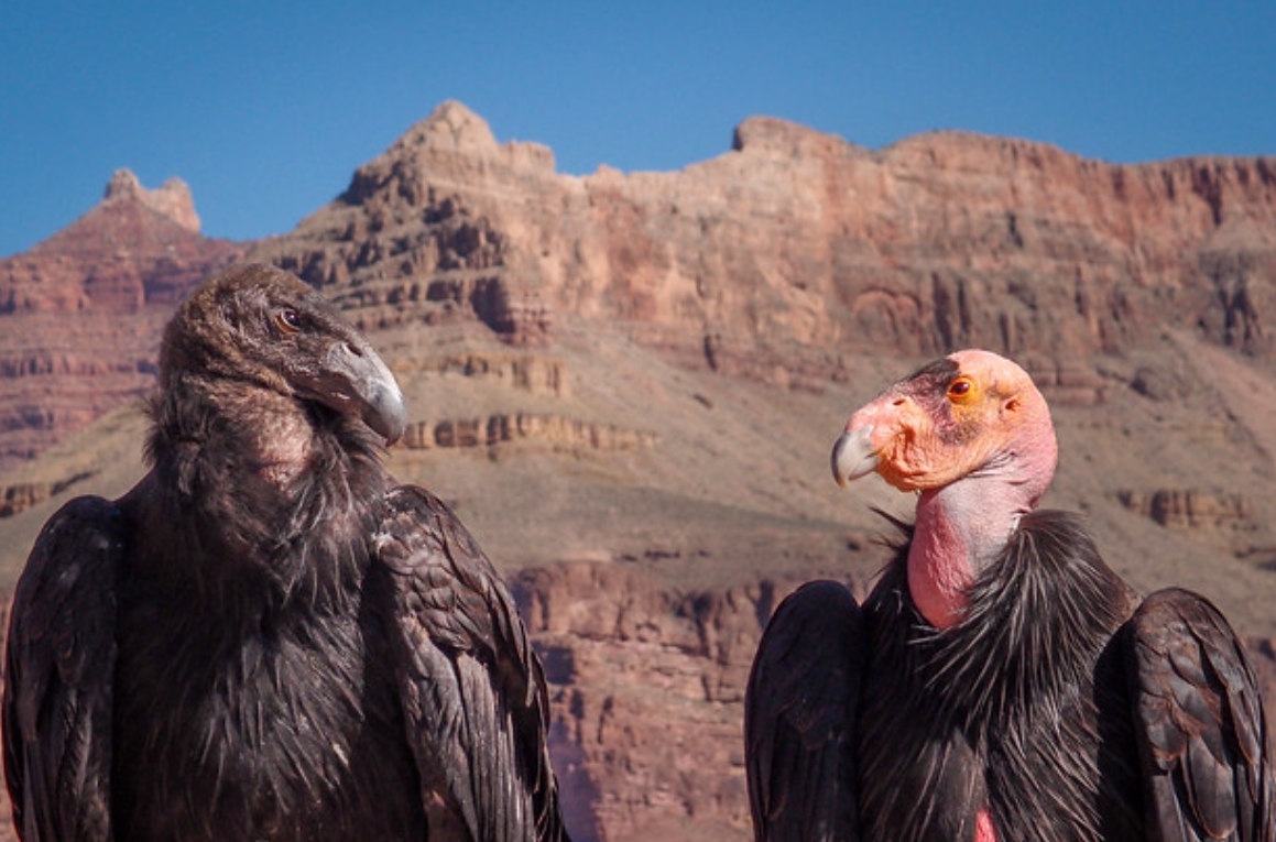  p>加州兀鹫(学名: i>gymnogyps californianus /i>):是美洲鹫科,加州