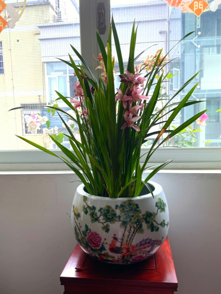 兰花（兰科兰属植物）_百度百科