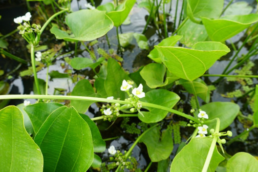 泽泻（泽泻科泽泻属植物）_百度百科