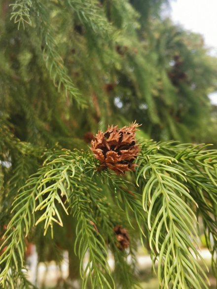 柳杉（柏科柳杉属植物）_百度百科
