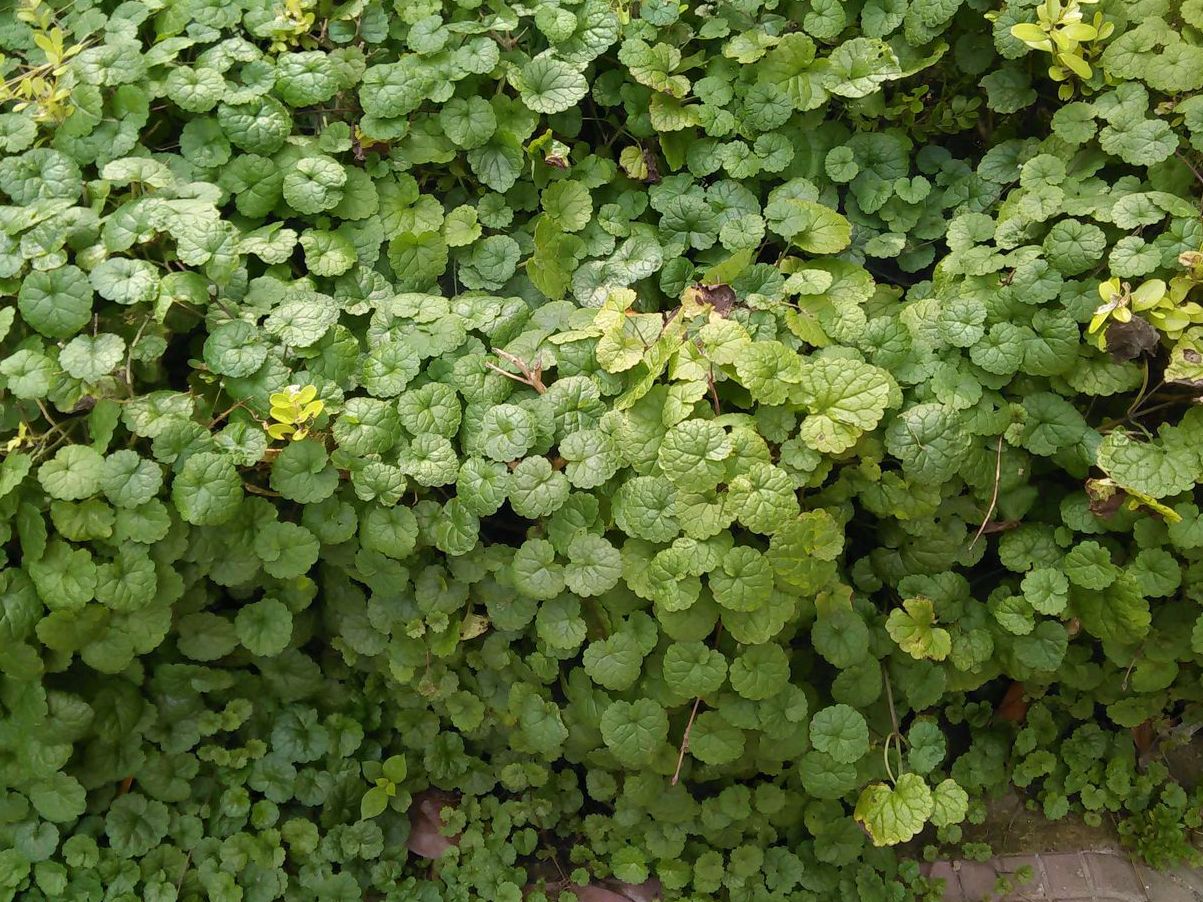 破铜钱草