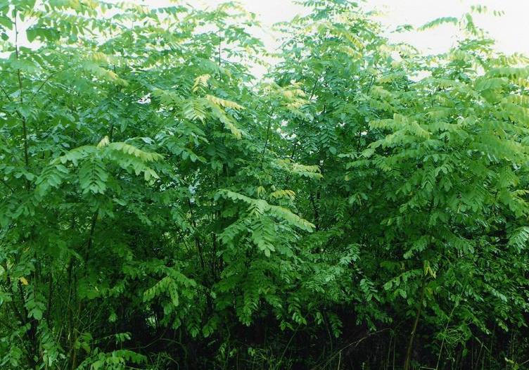 大叶速生槐