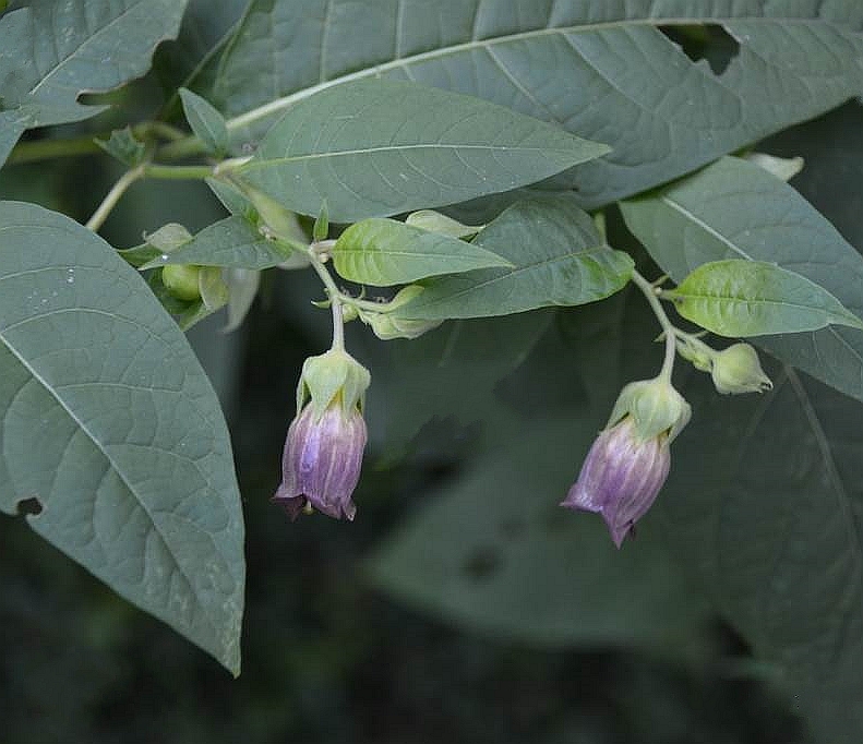 是茄科颠茄属多年生草本植物.
