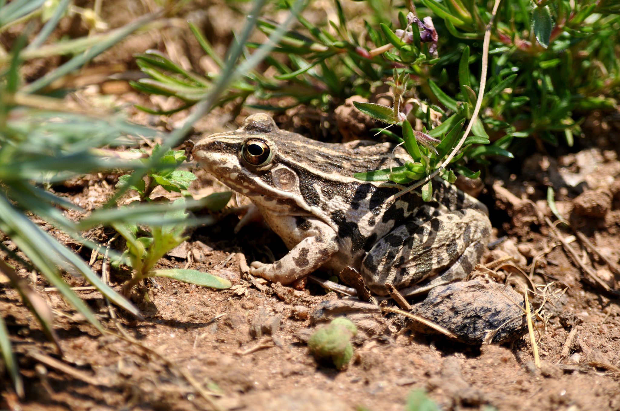  p>黑斑侧褶蛙(学名: i>pelophylax nigromaculatus /i>)是蛙科,侧褶