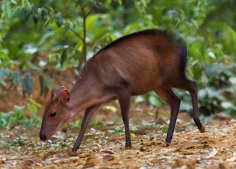  p>青臀小羚羊(学名: i>cephalophus callipygus /i>):是偶蹄目,牛科