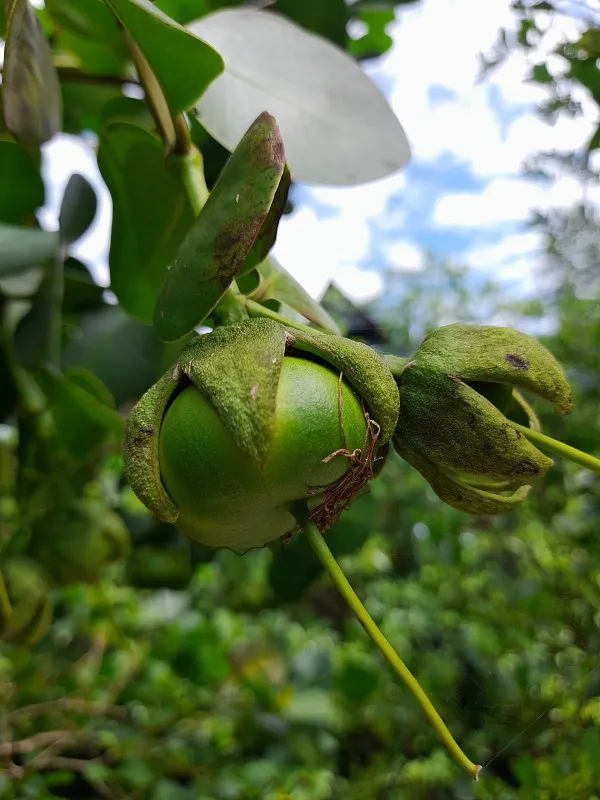 engler)是千屈菜科海桑属乔木.