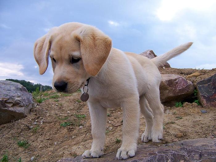 拉布拉多猎犬