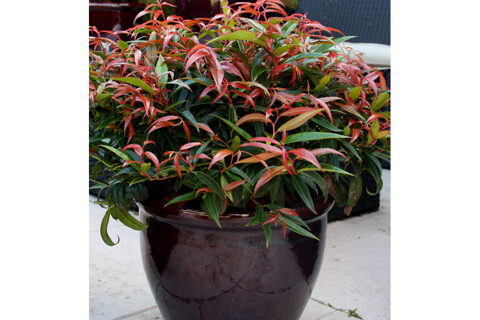 leucothoe keiskei opstal 50 burning love
