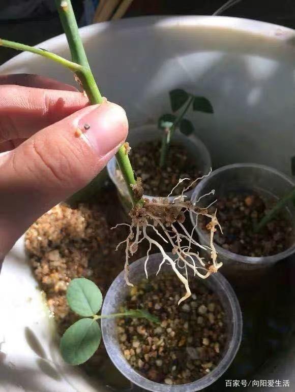 生根粉你真的会用吗？教你正确使用，用对了才有效果，赶紧学学_百科TA说