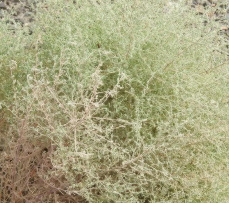 seriphidium santolinum