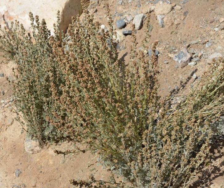 poljak.)是菊科,绢蒿属植物.