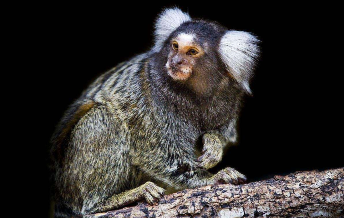 山海经里人面兽耳边一簇白长发母兽生育公兽养宝宝