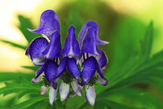  p data-id="tb6unq6bjzgw">鸡头草是毛茛科乌头属的多年生草本植物.